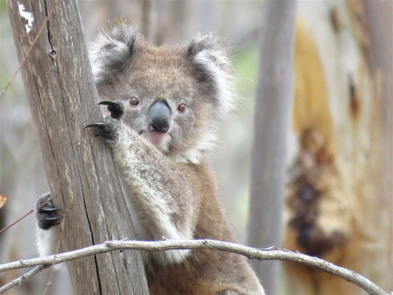 koala habitate