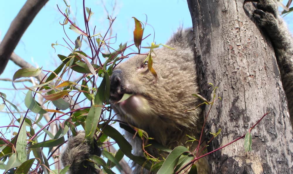 koala diet after fire