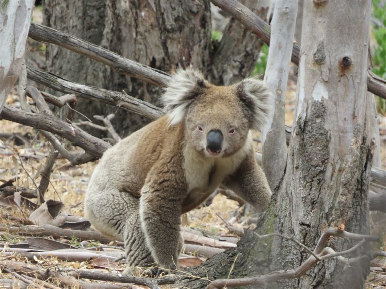 Koala on the ground