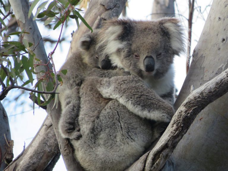 Koala and baby