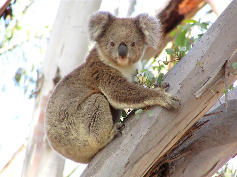 koala tree