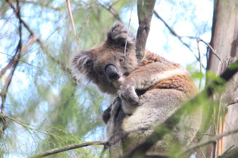 Noisy Koalas