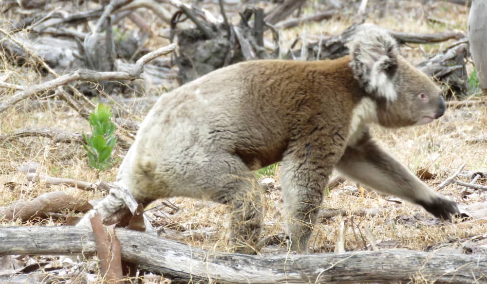 wild koala walking on ground