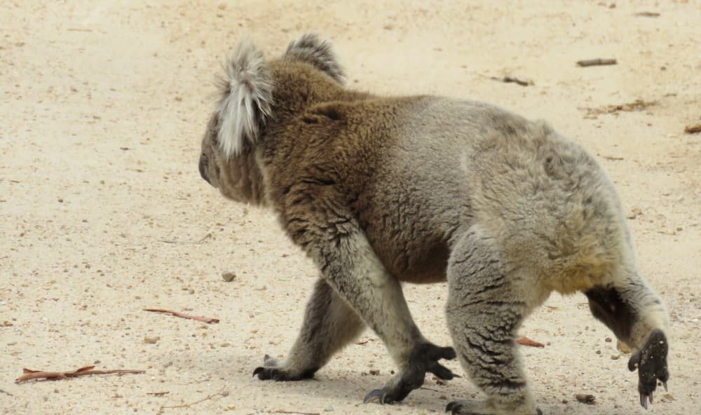 old male koala on ground