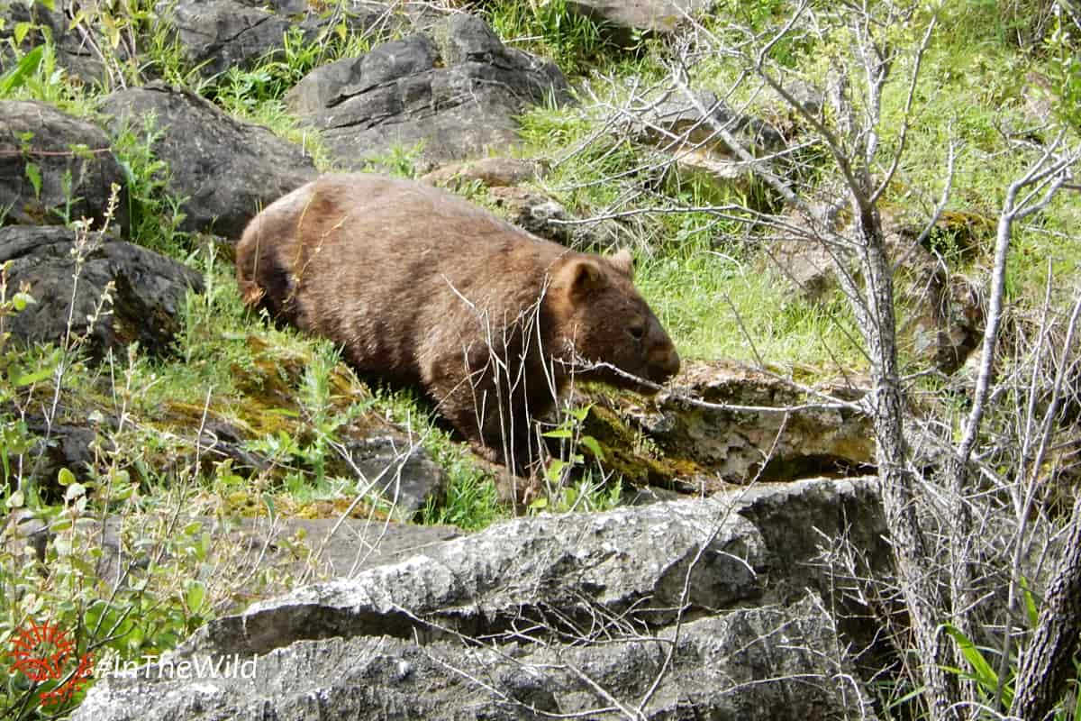 wildlife tour