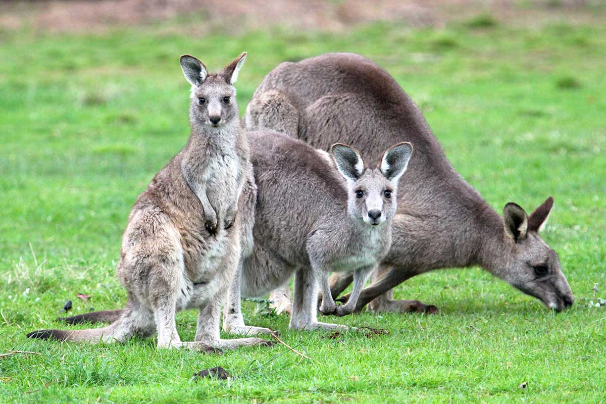 kangaroo tour