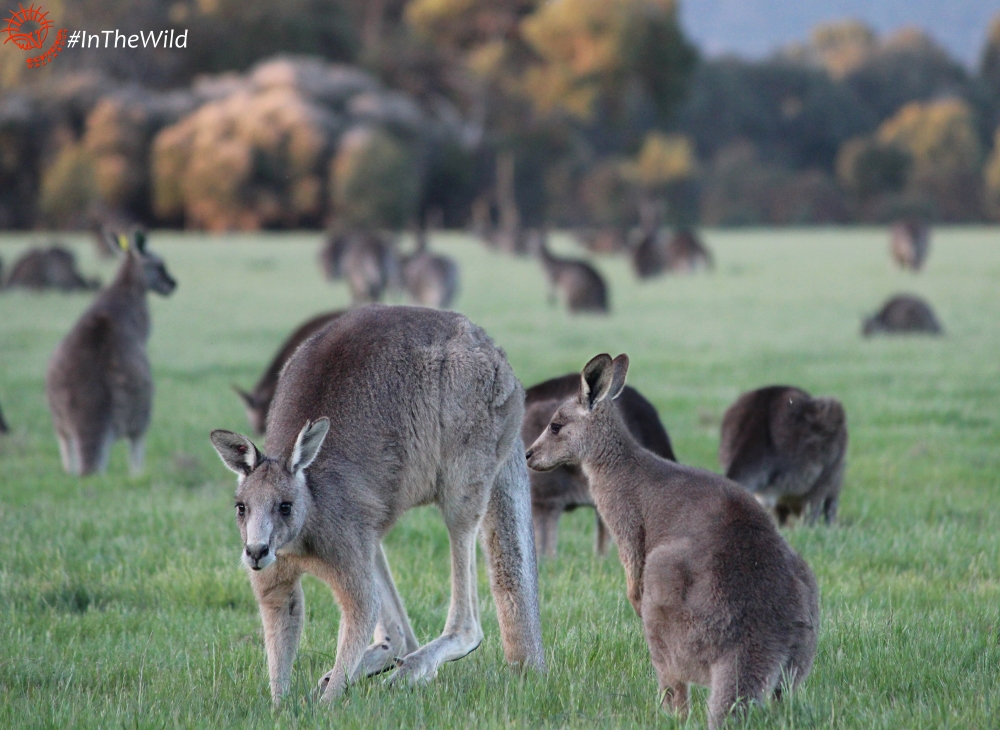 koalas in the wild tour