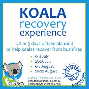Koala Recovery Experience