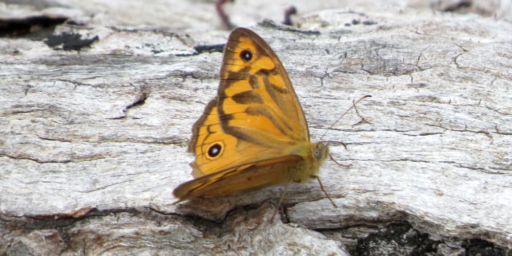 common butterfly brown orange geelong