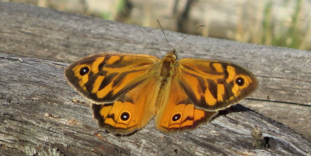 backyard butterflies melbourne