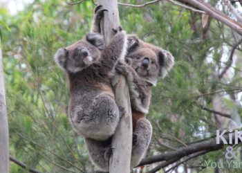 cute koala mother joey