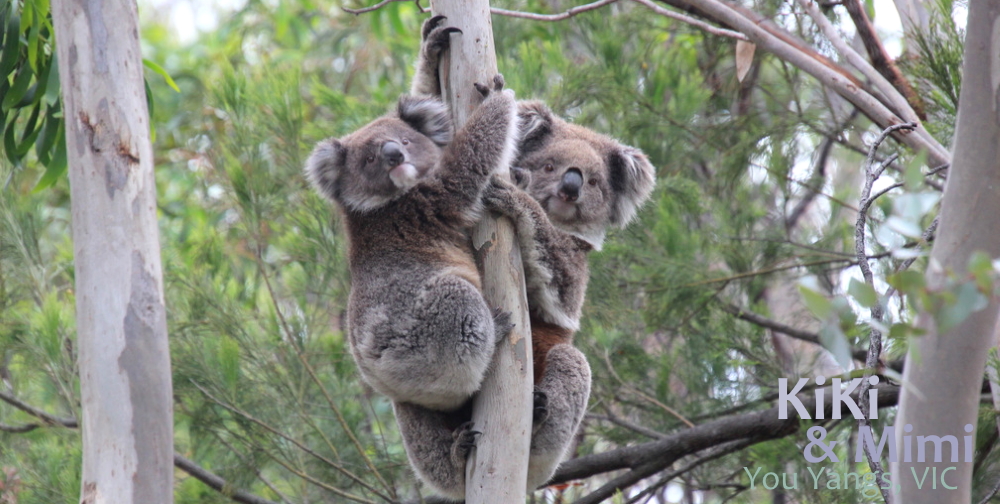 cute koala mother joey