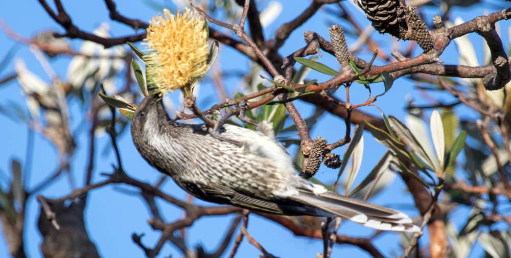 Little Wattlebird common birds