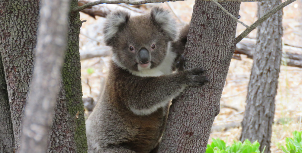 curious joey melbourne