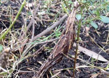 cocoon Melbourne garden