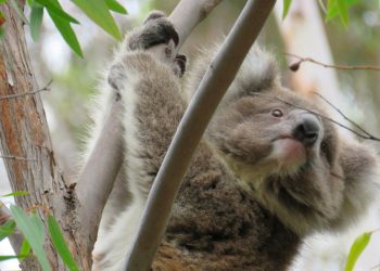 Little Miss Self-assured koala joey Winjku