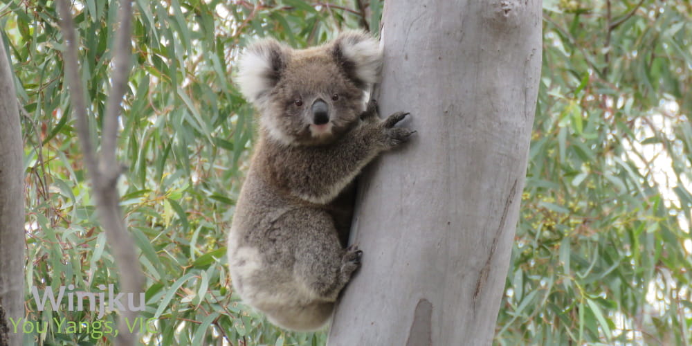 confident little koala joey