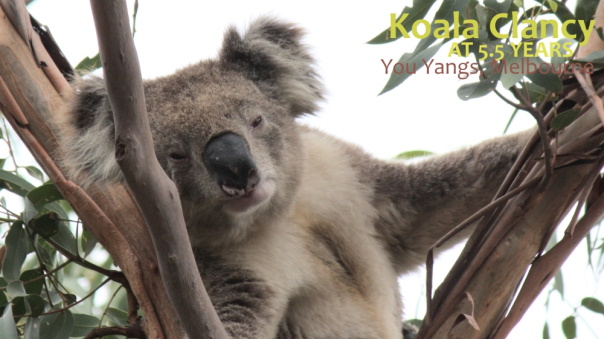 brown patch on koala chest
