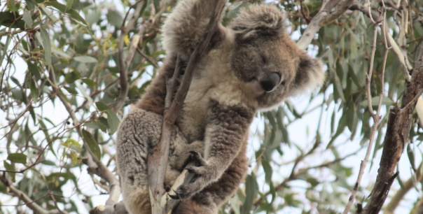 female koala stretching melbourne