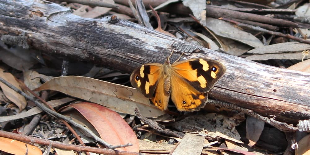 female common brown butterfly geelong