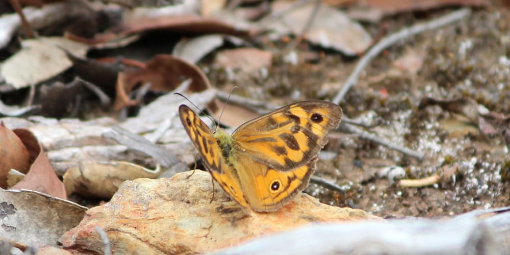 whats that orange butterfly victoria australia
