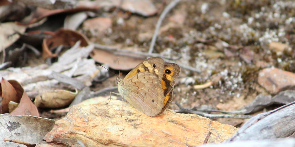 butterfly in my backyard melbourne