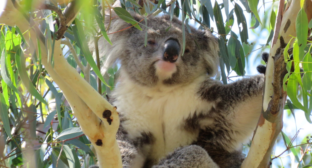 beautiful koala between Eucalyptus leaves