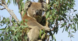 koala eating gum leaf