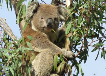 koala eating gum leaf