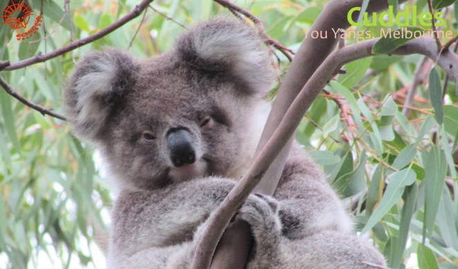 cute baby koala melbourne