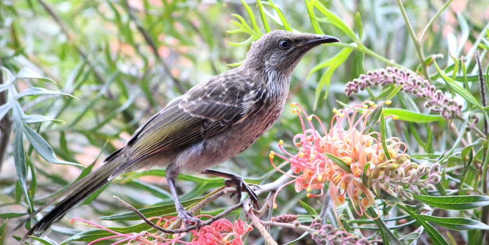 Common birds suburbs Melbourne