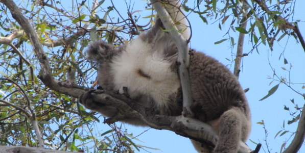 scent gland on koala you yangs