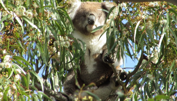 koala displaying scent glands and balls