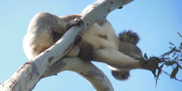 koala stretching for a feed melbourne