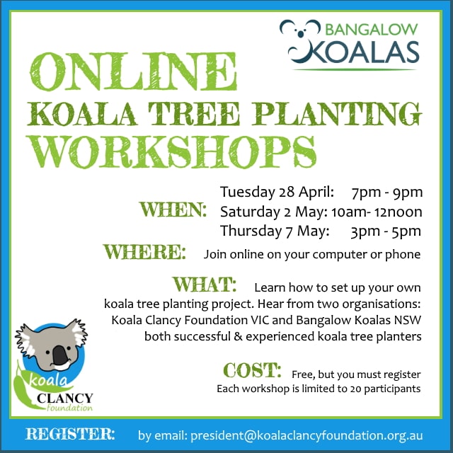 koala tree planting information event