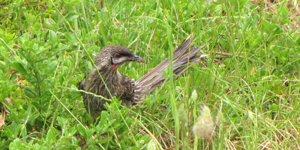 common birds geelong