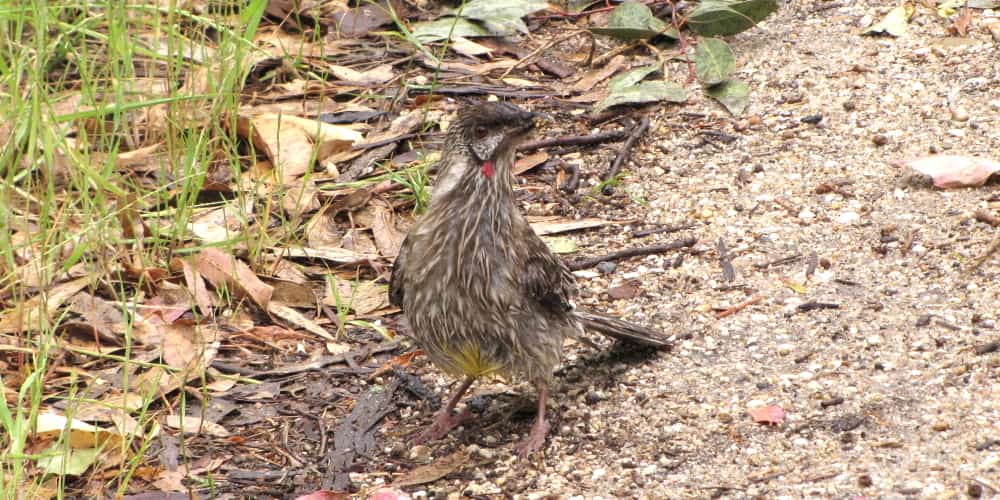 Red Wattle bird on ground