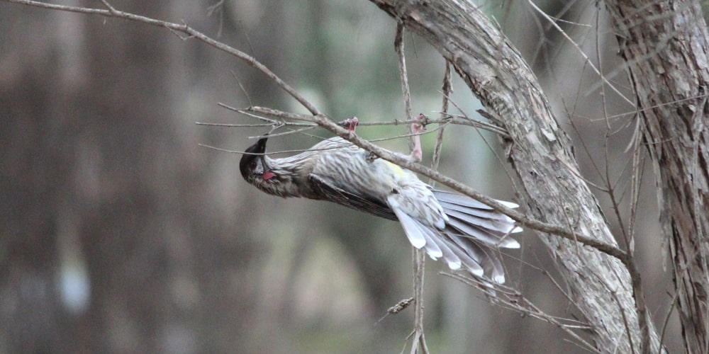 red wattlebird in backyard geelong