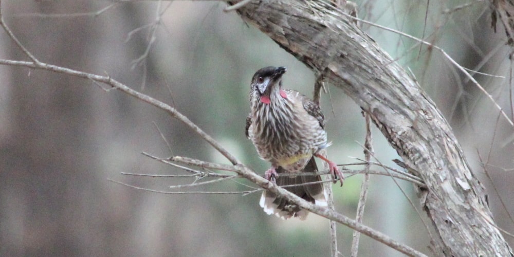 psykologi lunken blanding Red Wattlebird: Birds in my Backyard – Koala Clancy Foundation