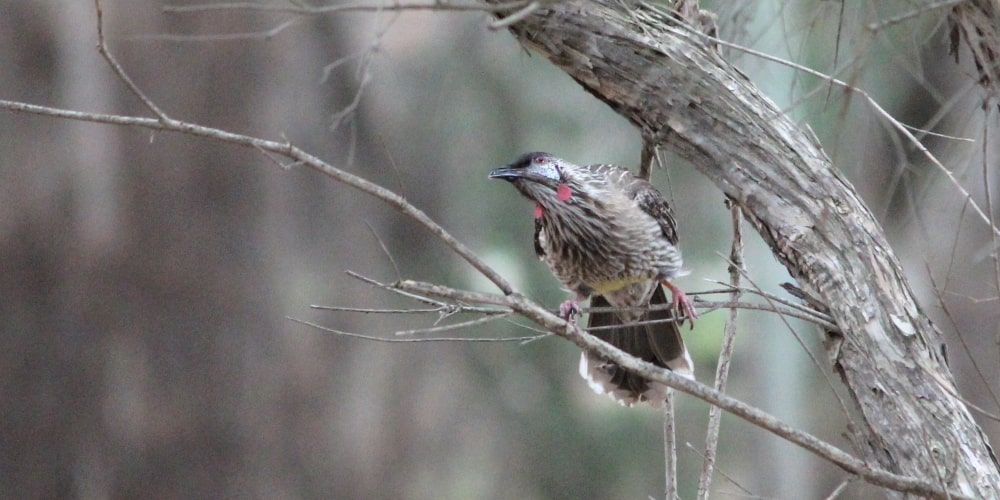 birds in melbourne backyard