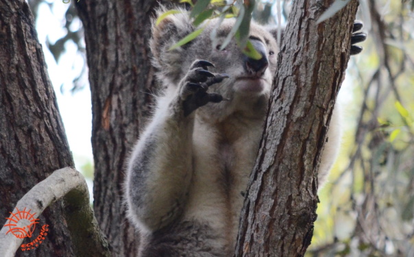 koala climbing up tree