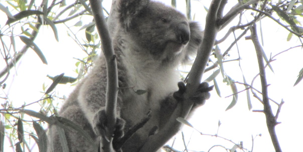 young koala chest victoria