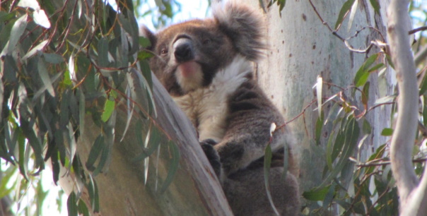 young male koala on tree