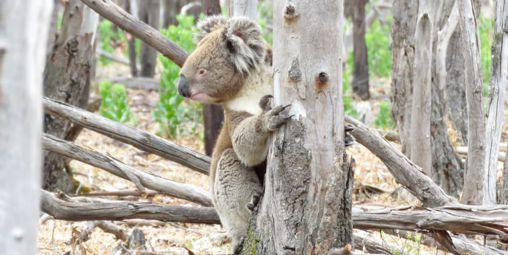 wild koala low on tree