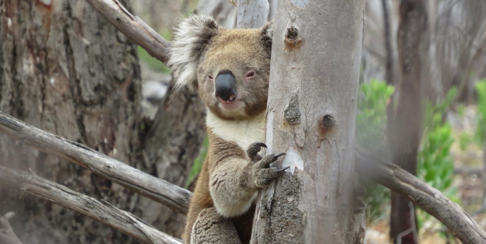 wild koala near ground