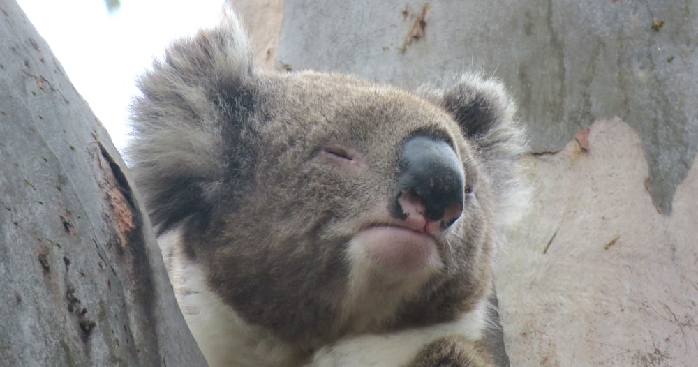 wild koala looking snooty