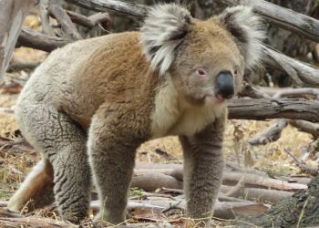 wild koala walking on ground