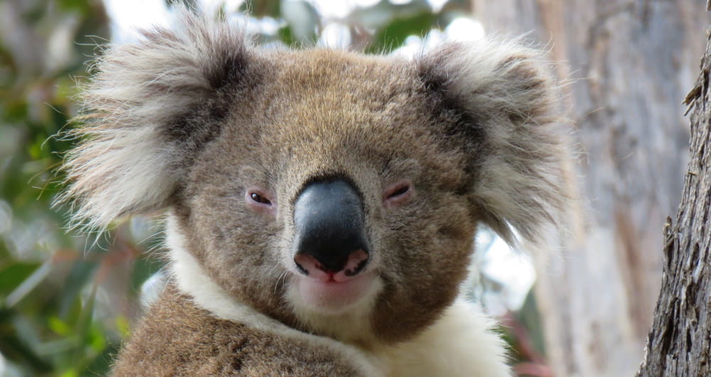 handsome wild male koala face