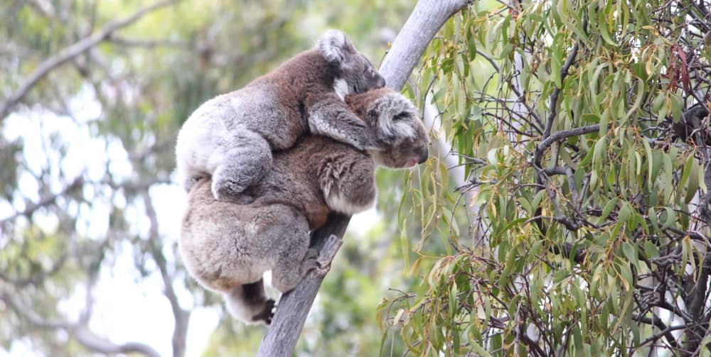 mother koala teaching joey