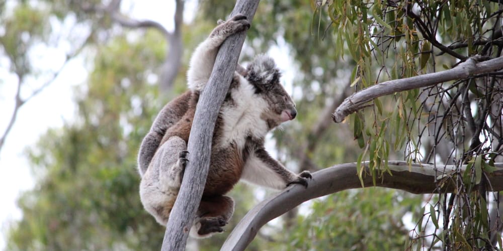 wild mother koala climbing with joey on back